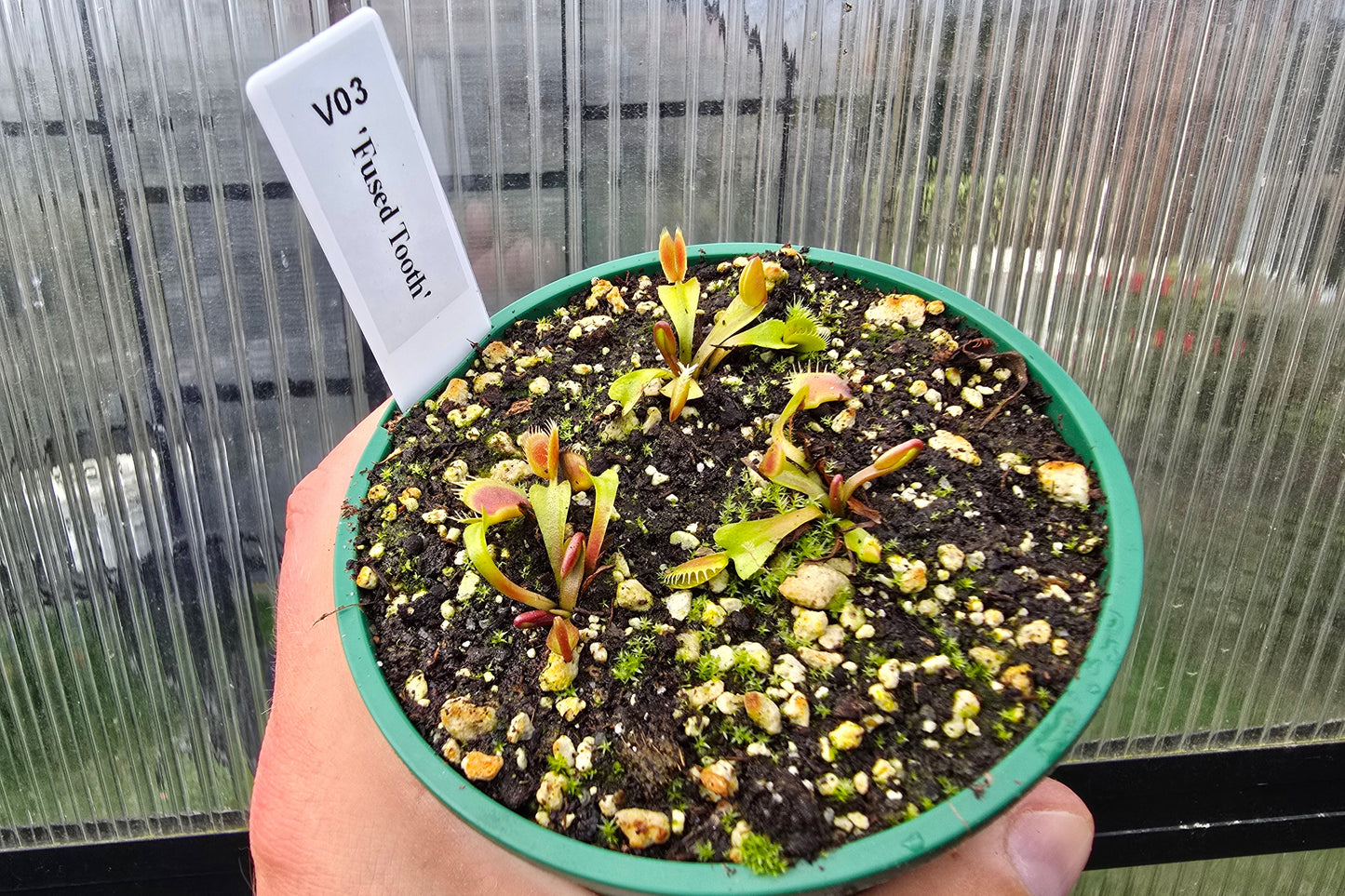 Dionaea muscipula 'Fused Tooth' - Venus Fly Trap