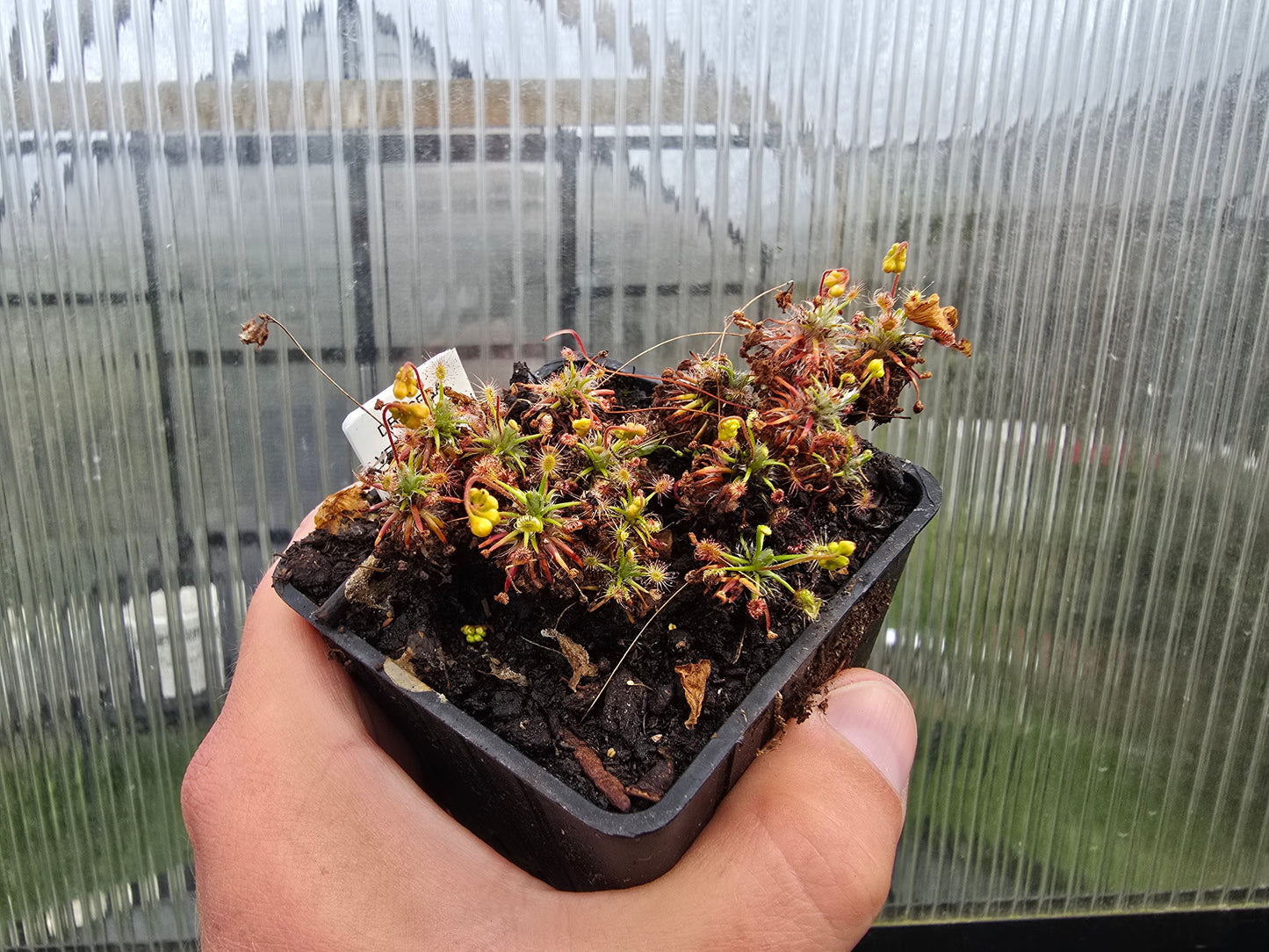 Drosera verrucata - Pygmy Sundew