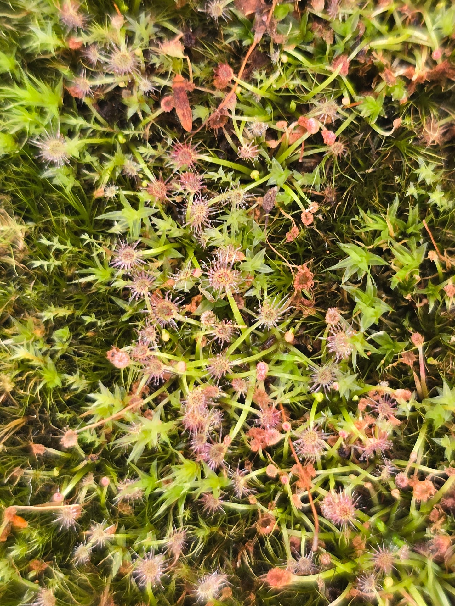 Drosera nitidula - Pygmy Shining Sundew