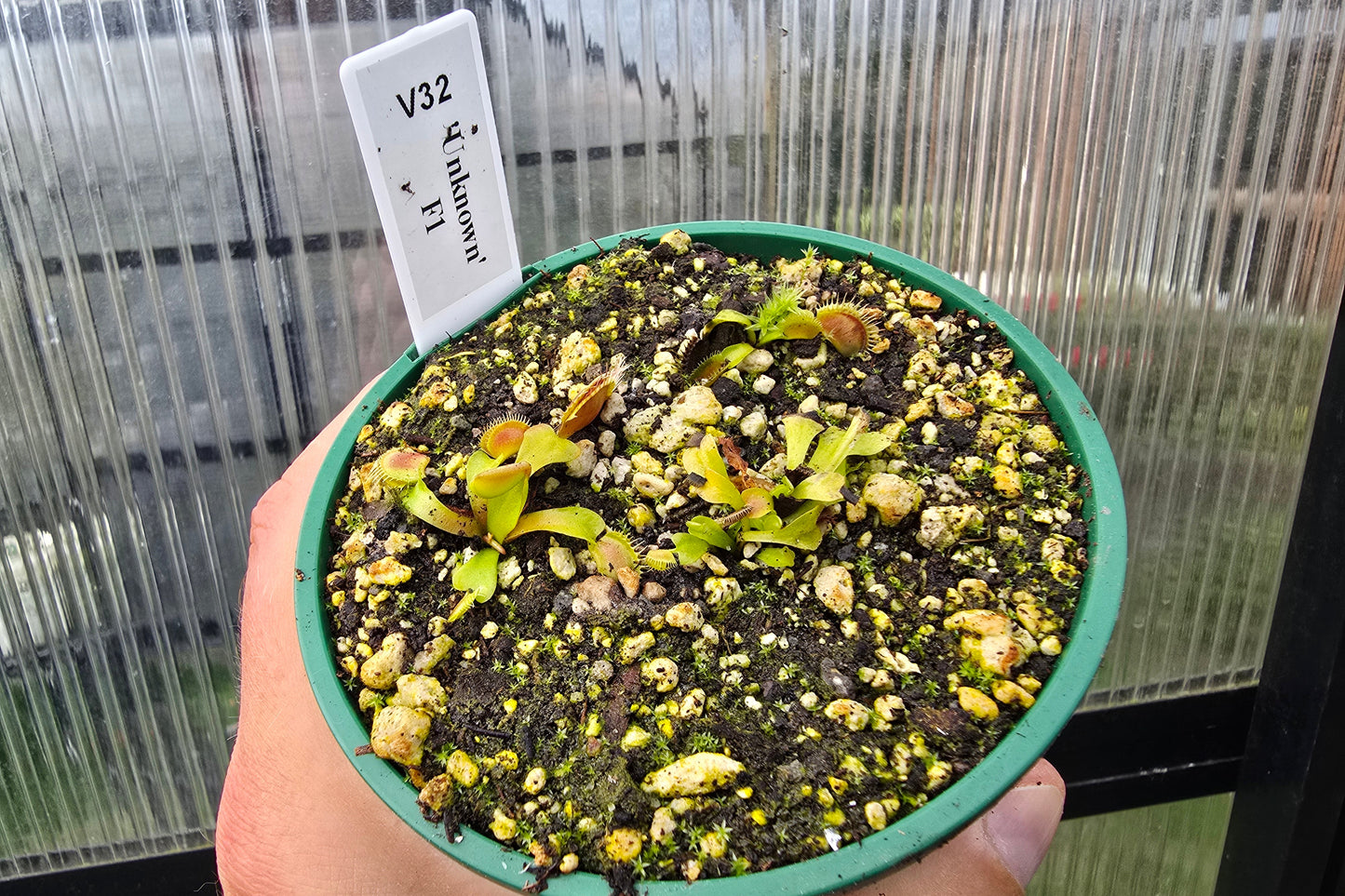 Dionaea muscipula 'Unkown' F1 - Venus Fly Trap