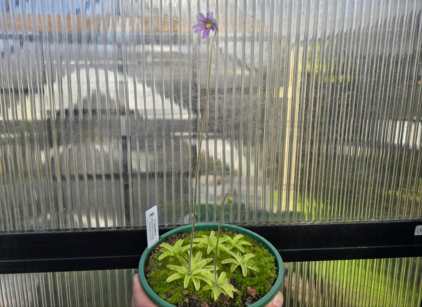 Pinguicula caerulea (Wakulla County, Florida, USA) - Warm Temperate Blue Butterwort