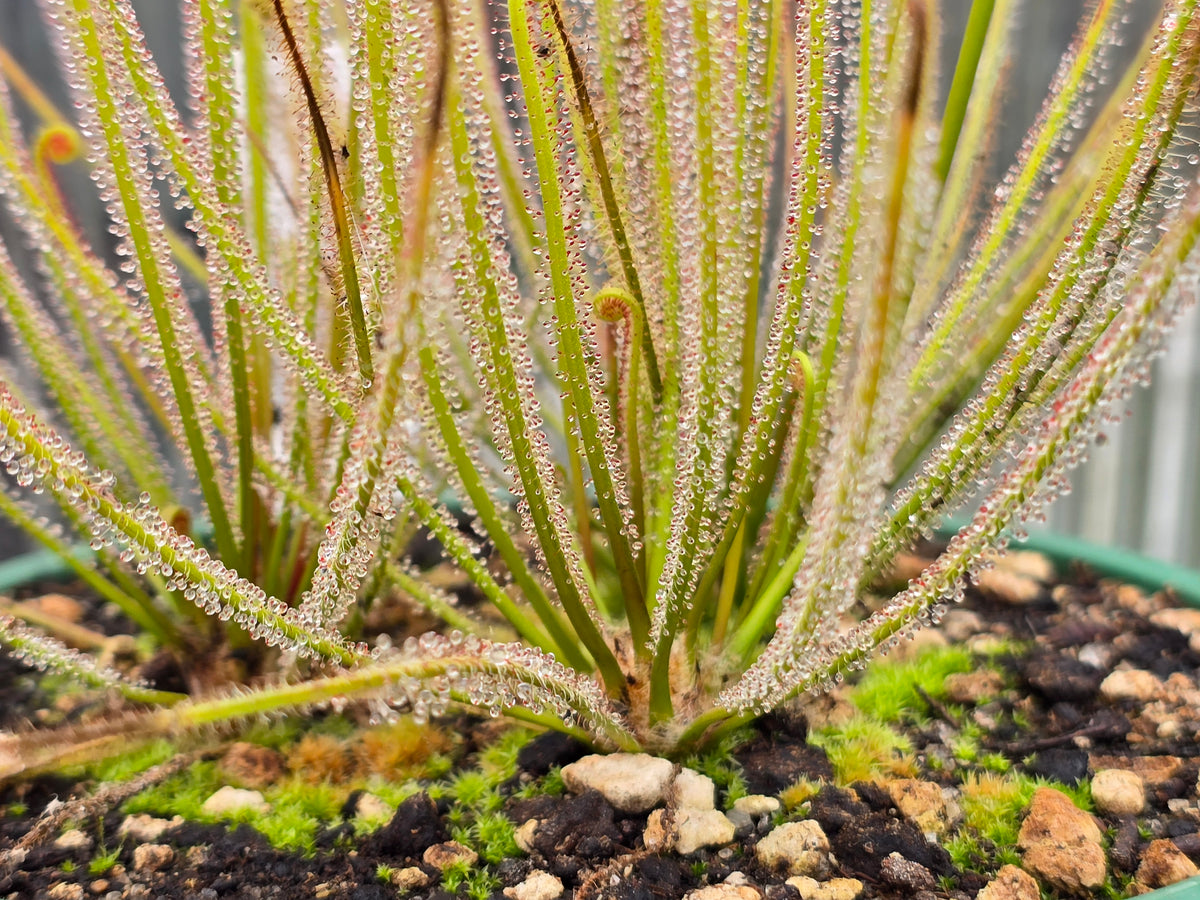 Drosera filiformis var. filiformis (Nova Scotia, Canada) - Thread-Leaf Sundew
