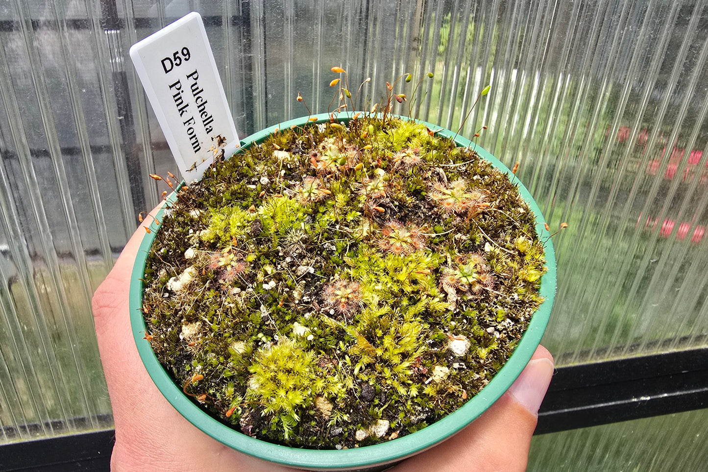 Drosera pulchella - Pink Form - Pygmy Sundew