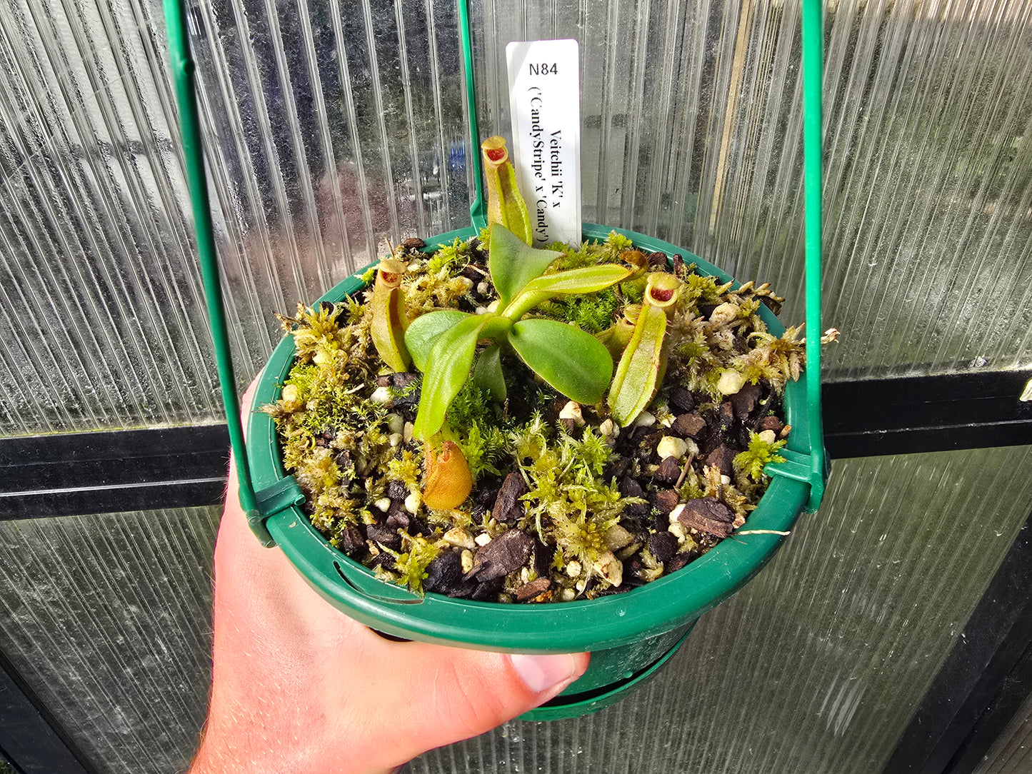 Nepenthes veitchii 'K' x ('CandyStripe' x 'Candy') - Intermediate Tropical Pitcher Plant