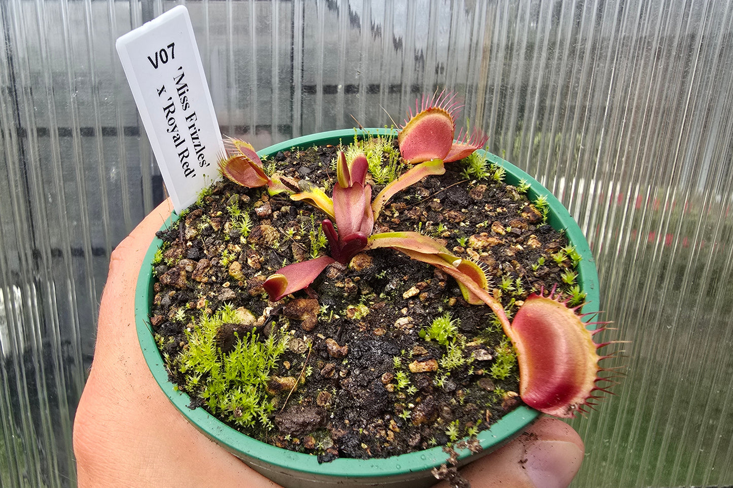 Dionaea muscipula 'Miss Frizzles' x 'Royal Red' Clone 1 - Venus Fly Trap