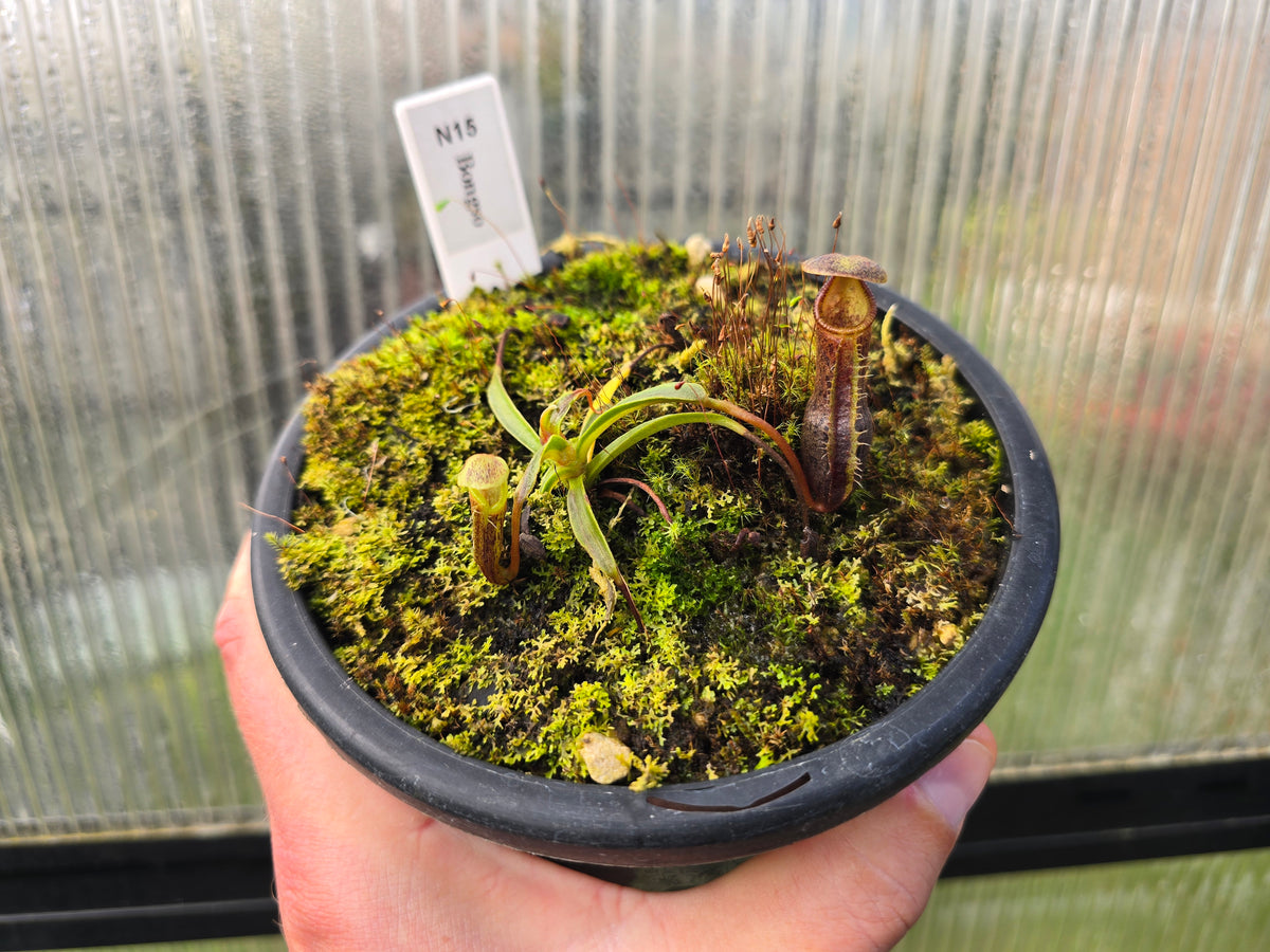 Nepenthes bongso - BE-3036  - Highland Tropical Pitcher Plant