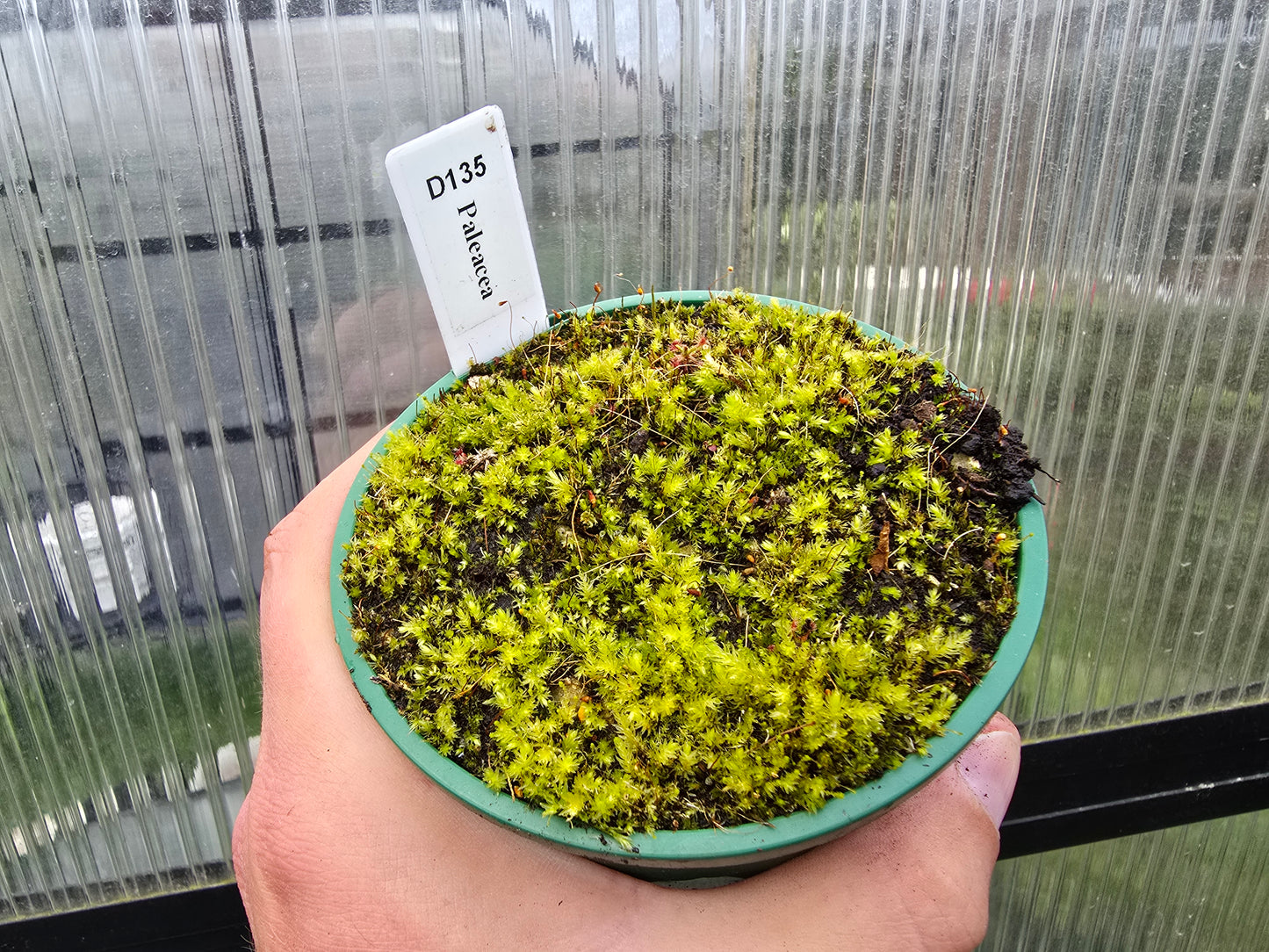 Drosera paleacea - Pygmy Sundew