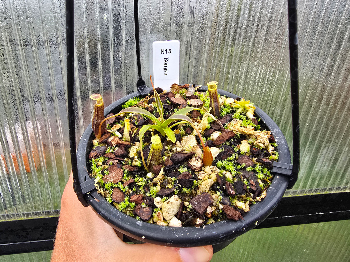 Nepenthes bongso - BE-3036  - Highland Tropical Pitcher Plant
