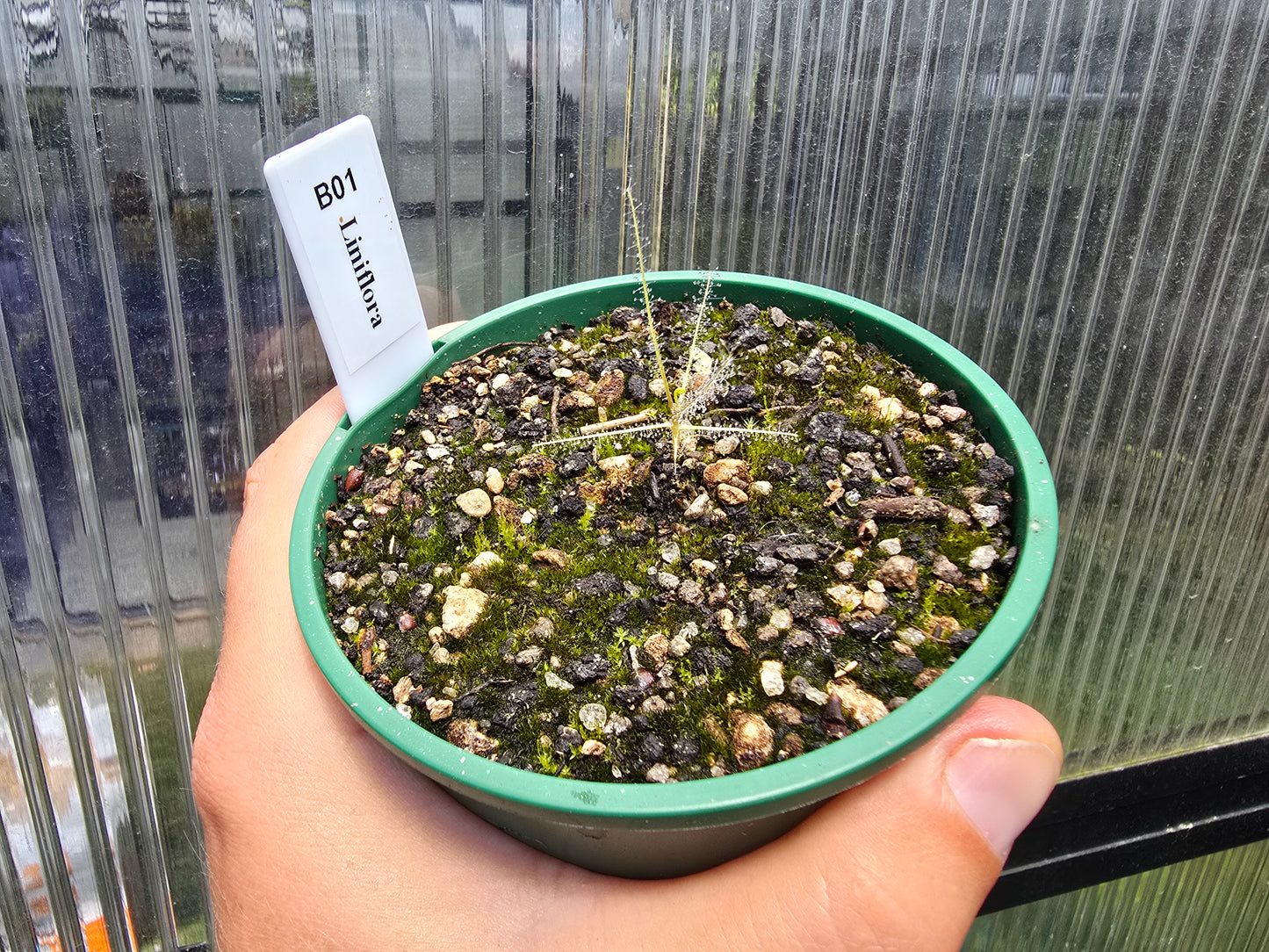 Byblis liniflora - Rainbow Plant