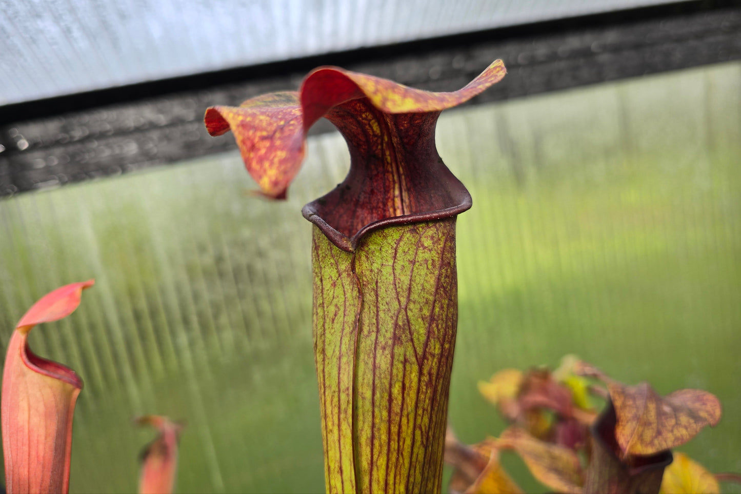 Sarracenia alata var. rubrioperculata - American Pitcher Plant
