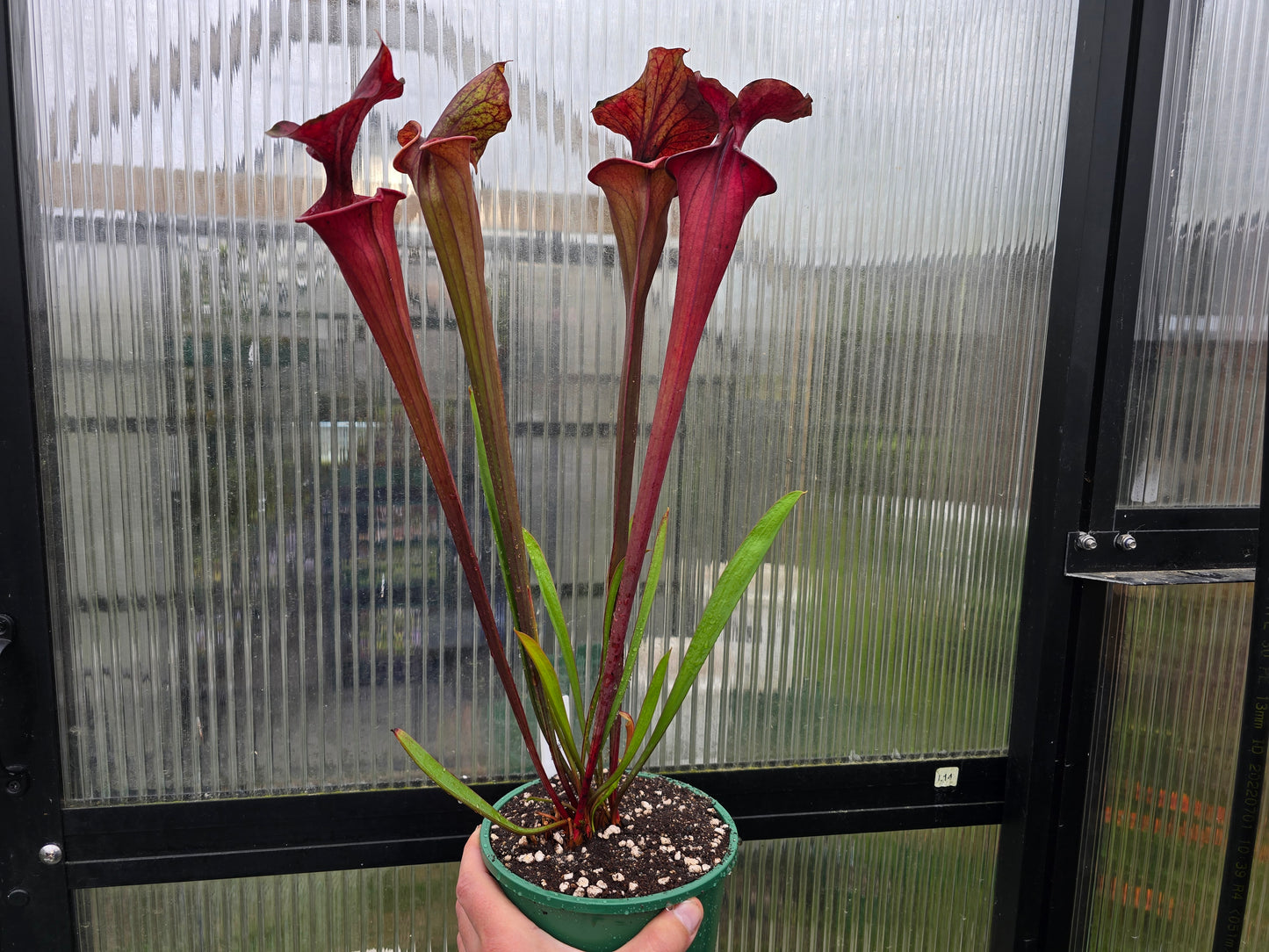 Sarracenia flava var. atropurpurea - American Pitcher Plant