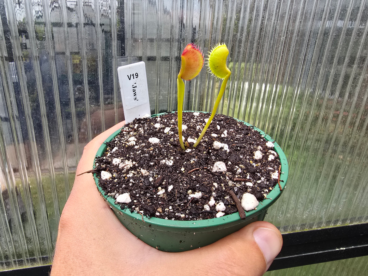 Dionaea muscipula 'Jaws' - Venus Fly Trap