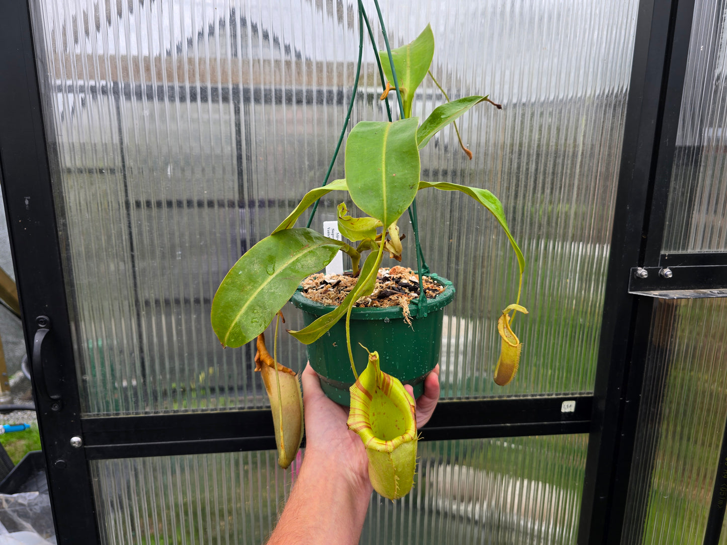 Nepenthes Mixta cv. 'Superba' x veitchii (Male) - Intermediate Tropical Pitcher Plant