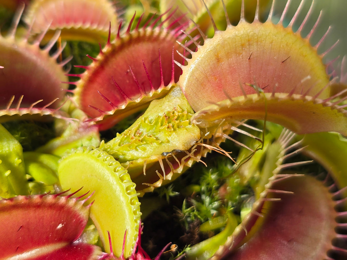 Dionaea muscipula 'Schuppenstiel I' - Venus Fly Trap