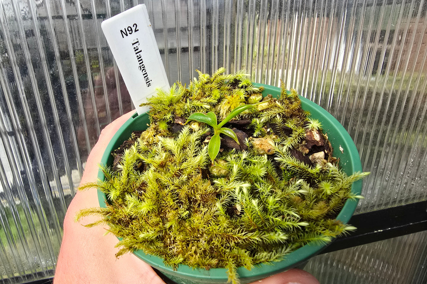 Nepenthes talangensis - Highland Tropical Pitcher Plant