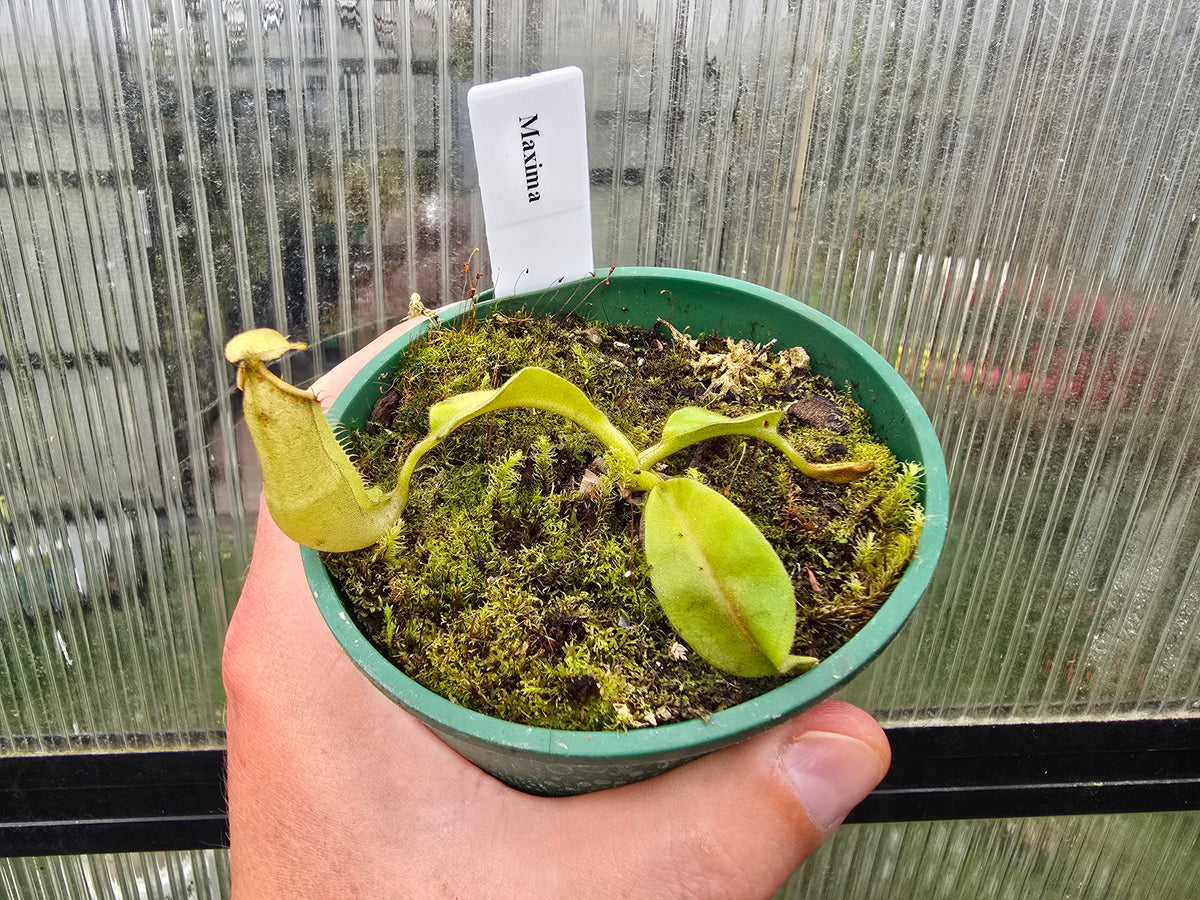 Nepenthes maxima - Intermediate Tropical Pitcher Plant