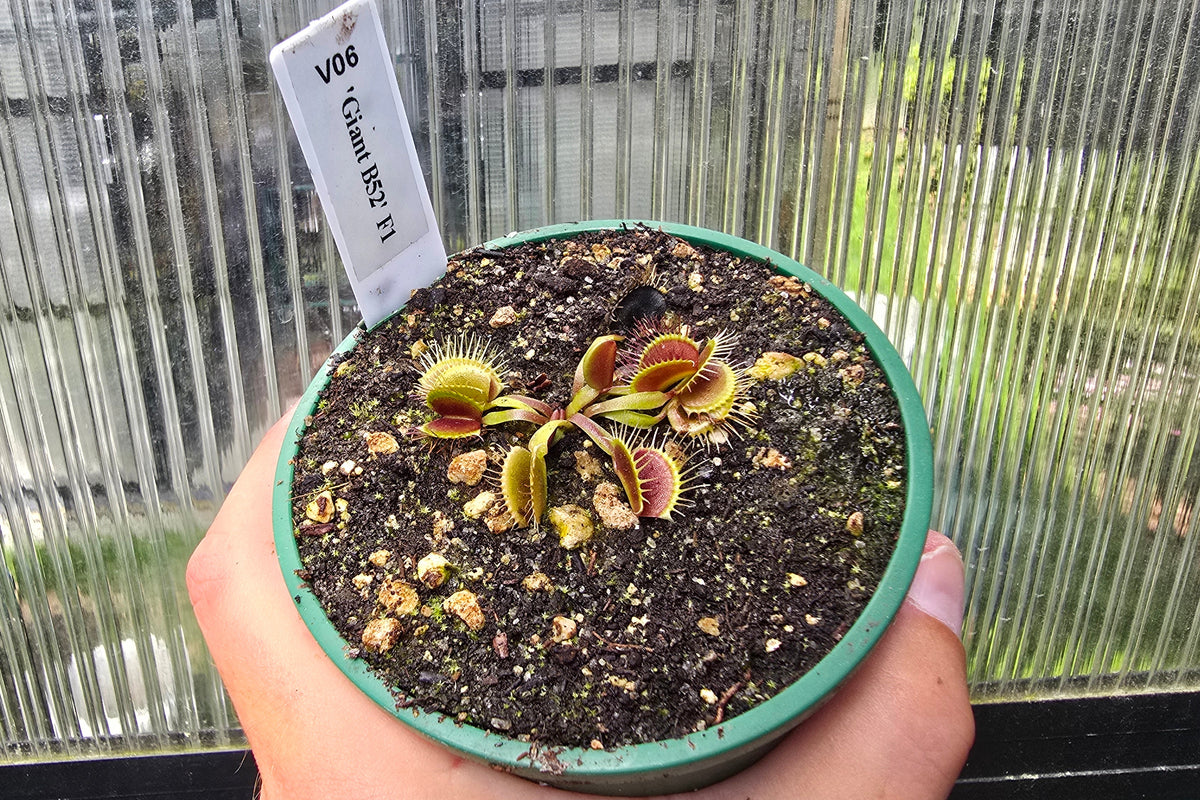 Dionaea muscipula 'Giant B52' F1 - Venus Fly Trap