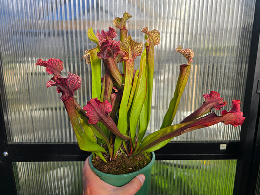 Sarracenia 'Judith Hindle' - American Pitcher Plant