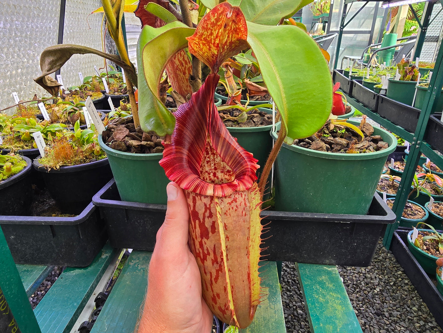 Nepenthes maxima x veitchii (Female) - Intermediate Tropical Pitcher Plant