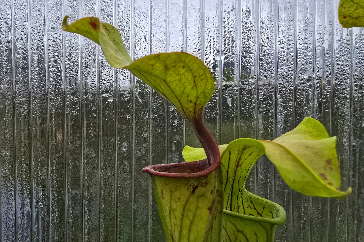 Sarracenia oreophila var. oreophila - 'Giant Form, Red Under Lid In Autumn' - Green Pitcher Plant