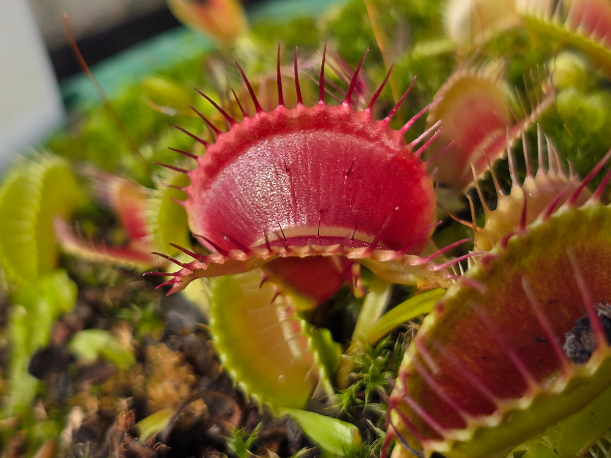 Dionaea muscipula 'Schuppenstiel I' - Venus Fly Trap