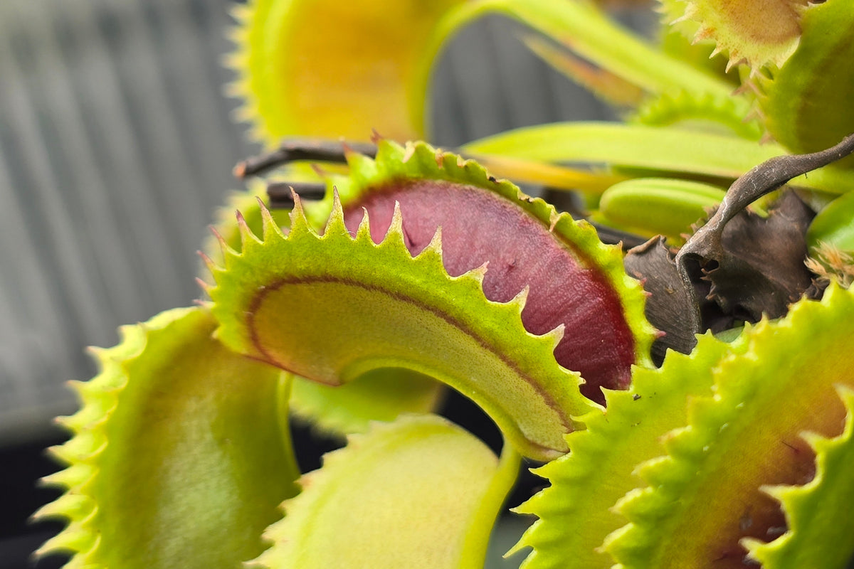 Dionaea muscipula 'Dracula' - Venus Fly Trap