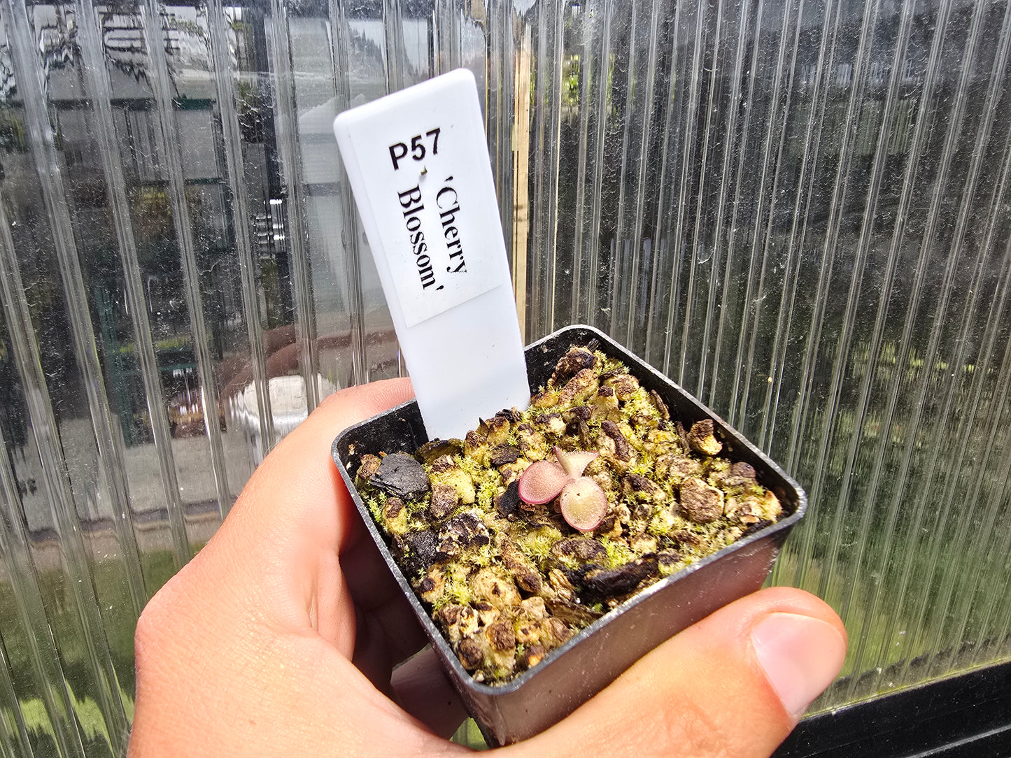 Pinguicula 'Cherry Blossom' - Mexican Butterwort