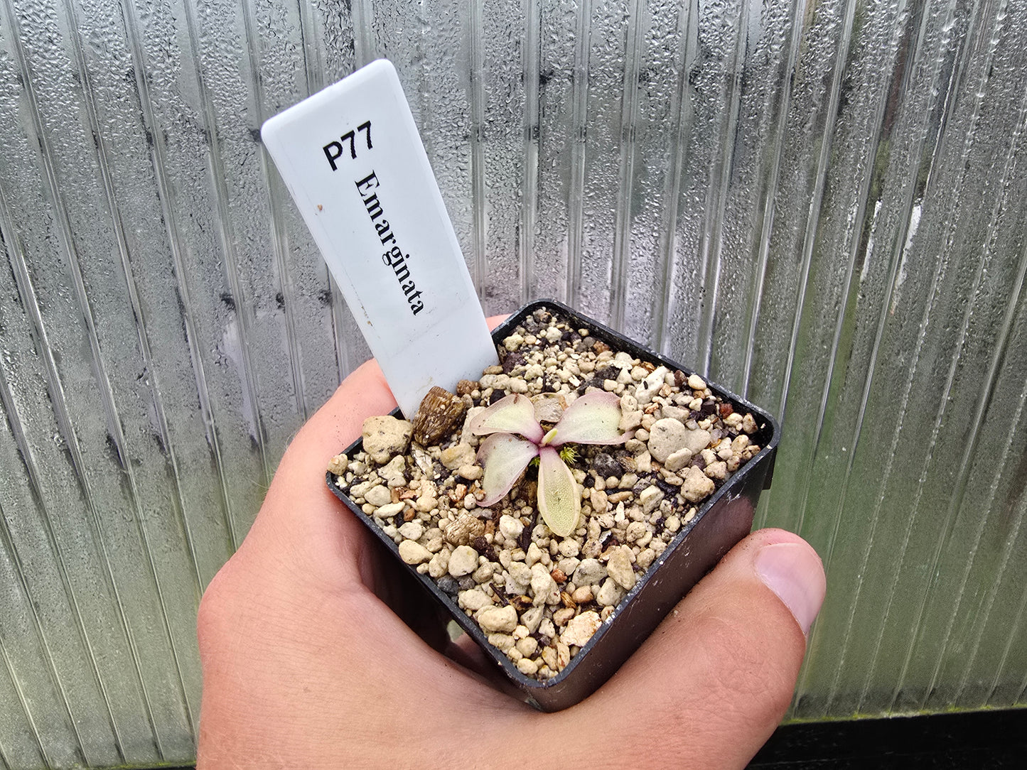 Pinguicula emarginata - Mexican Butterwort