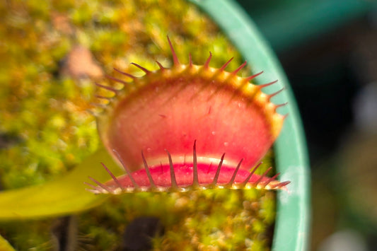 Dionaea muscipula 'Mix Of Different Forms' F1 - Venus Fly Trap
