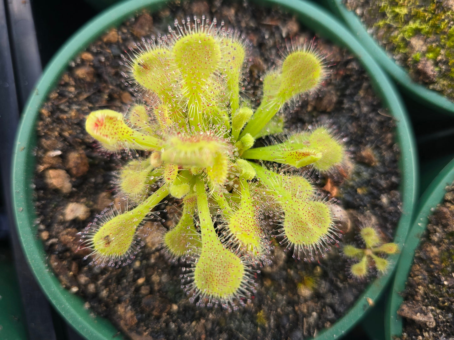 SEED - Drosera collinsiae - Collin's Sundew - 15+ Per Packet