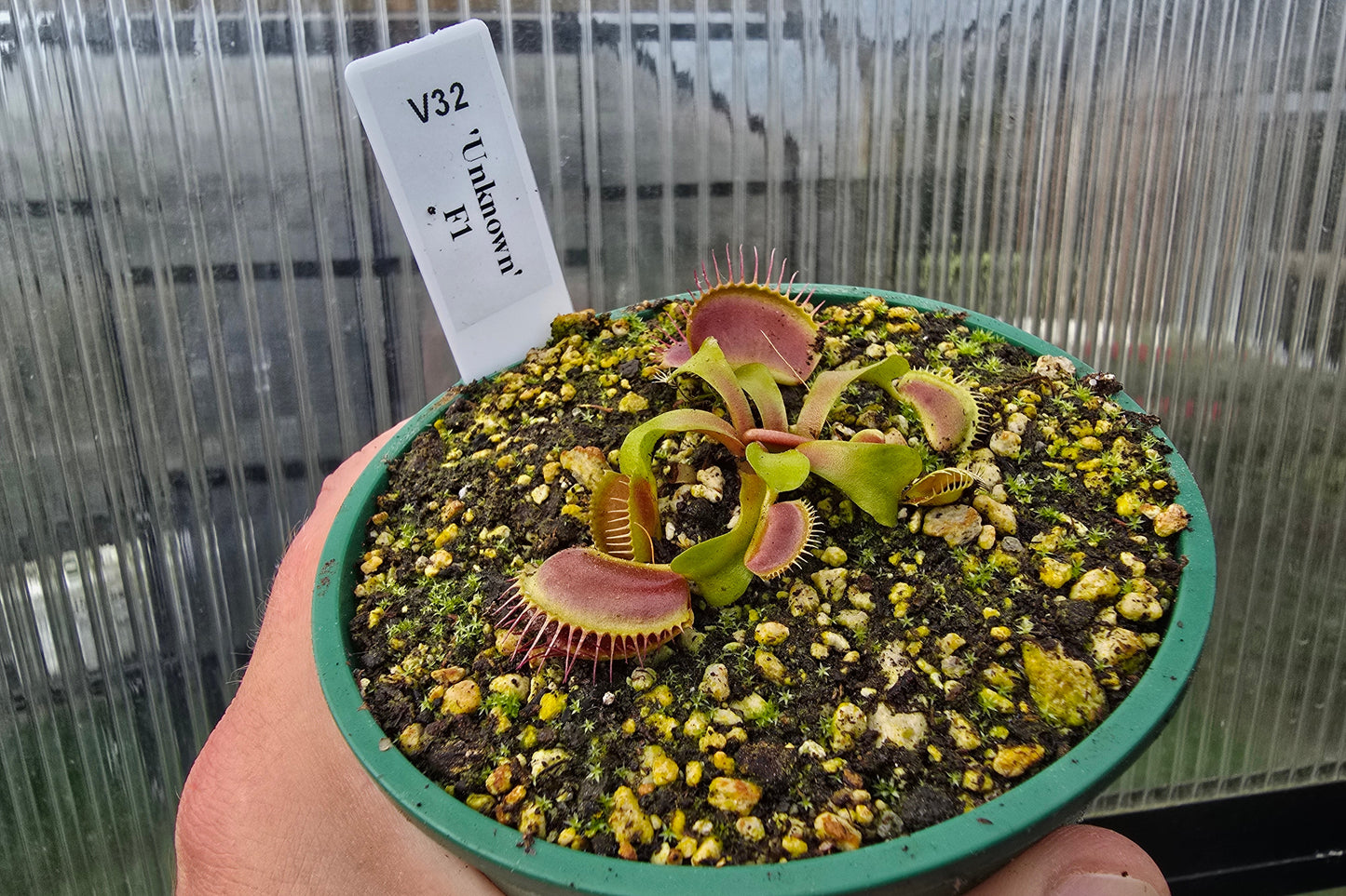 Dionaea muscipula 'Unkown' F1 - Venus Fly Trap
