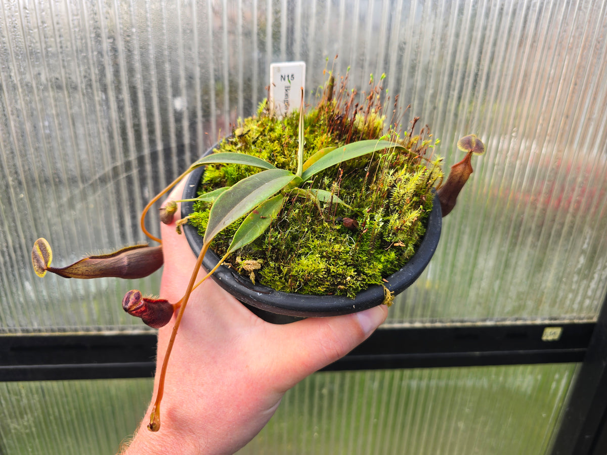 Nepenthes bongso - BE-3036  - Highland Tropical Pitcher Plant