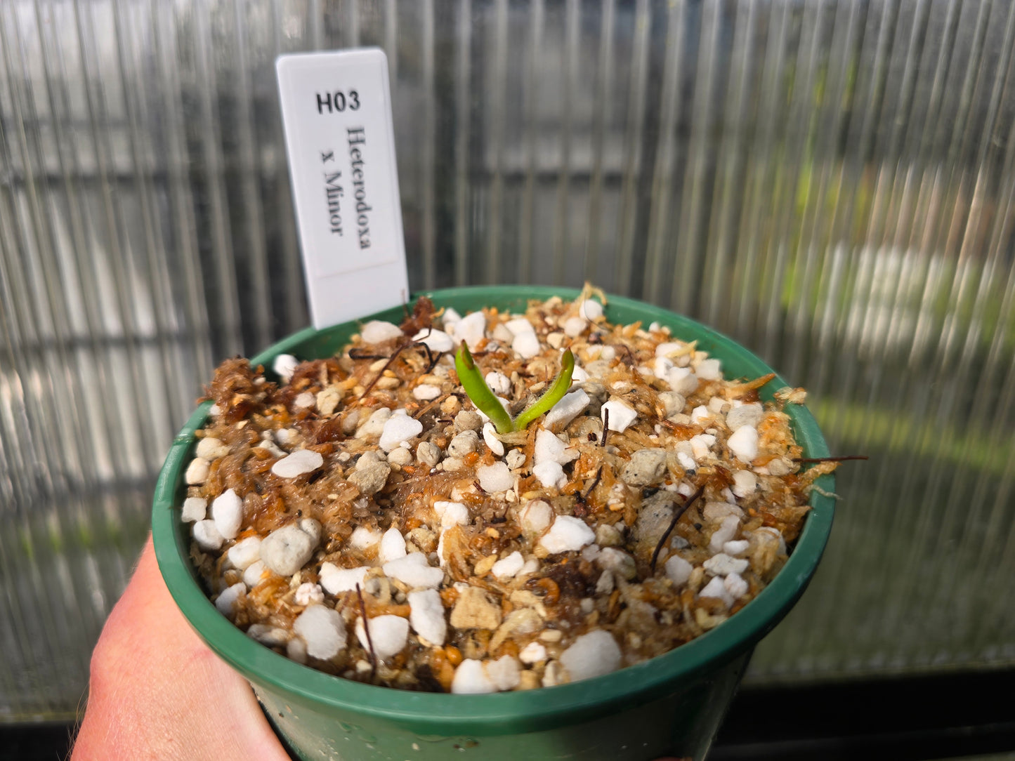 Heliamphora heterodoxa x minor - BE-3246 - Sun Pitcher