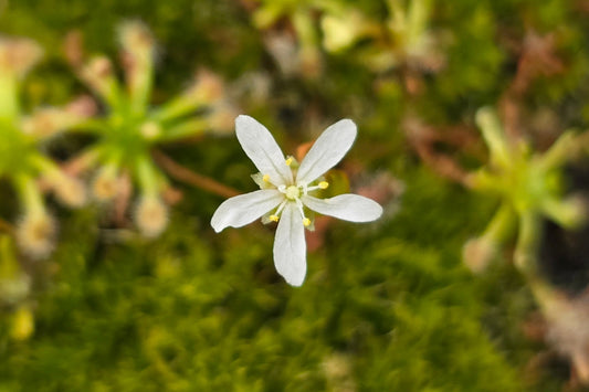 Drosera enodes - Pygmy Sundew