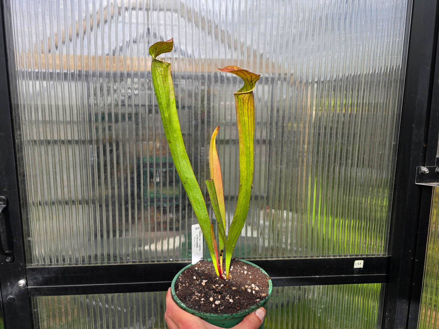 Sarracenia alata var. cuprea x oreophila (Texas, USA) - American Pitcher Plant
