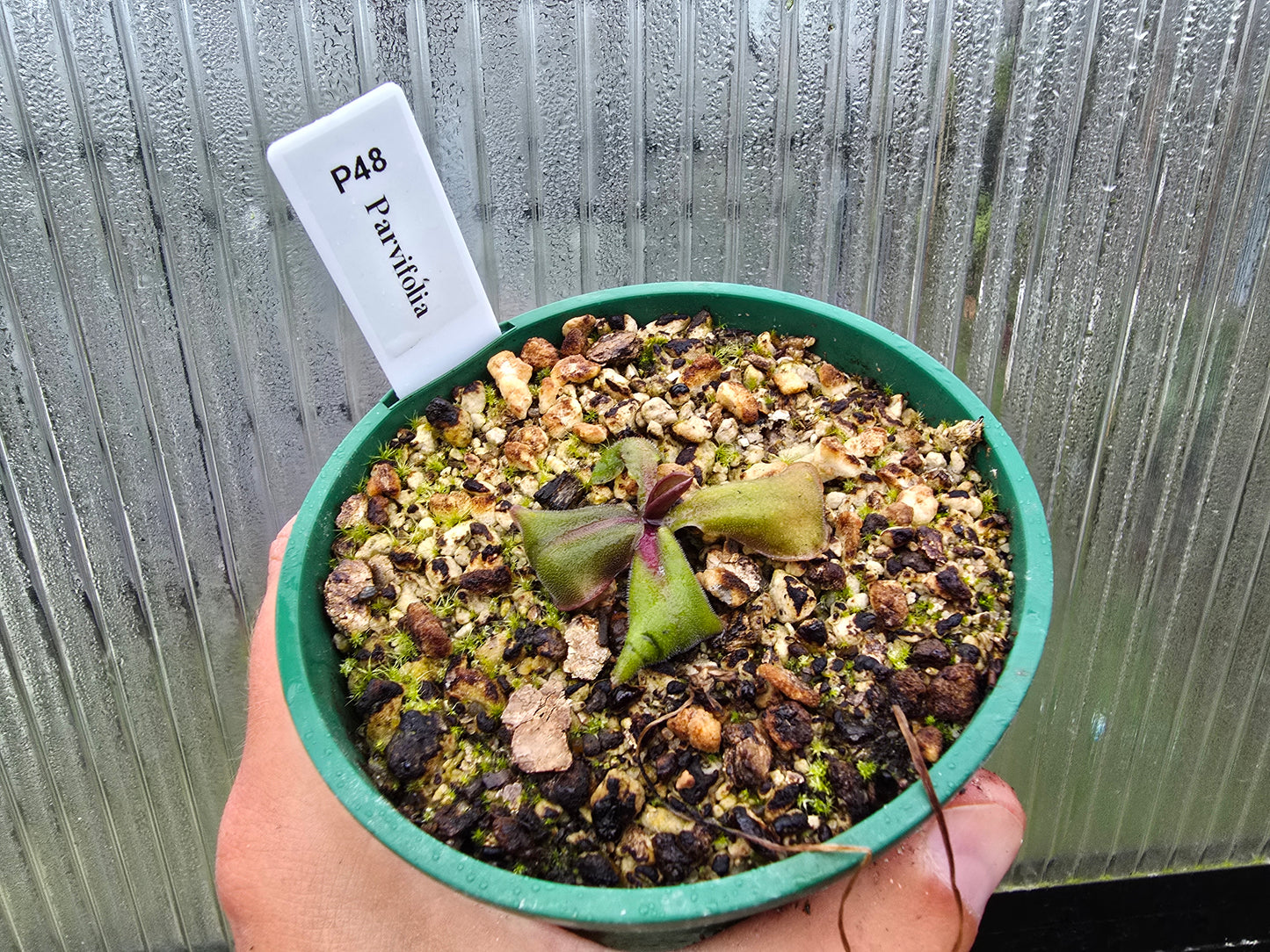 Pinguicula parvifolia - Mexican Butterwort