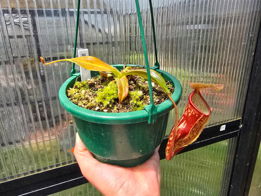 Nepenthes 'St Gaya' - Intermediate Tropical Pitcher Plant