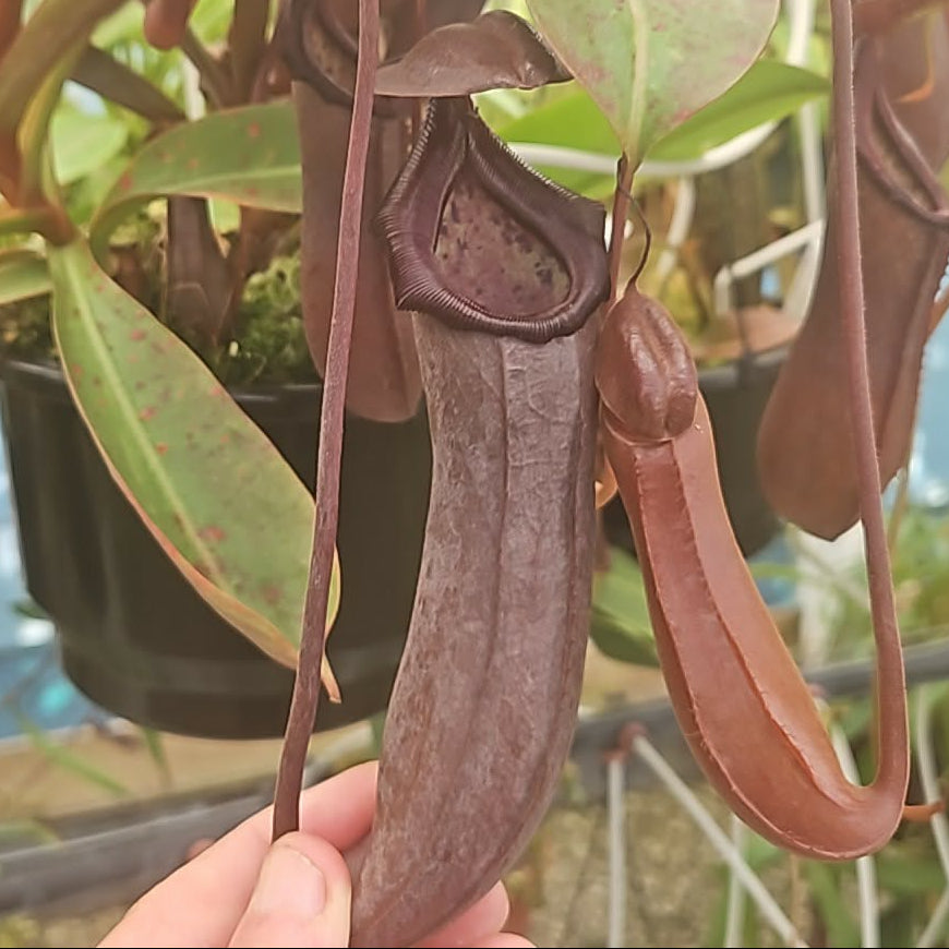 Nepenthes truncata x 'Rebecca Soper' - Intermediate Tropical Pitcher Plant