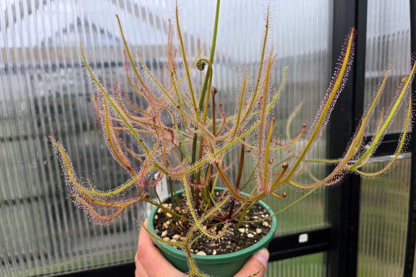 Drosera binata - Forked Sundew