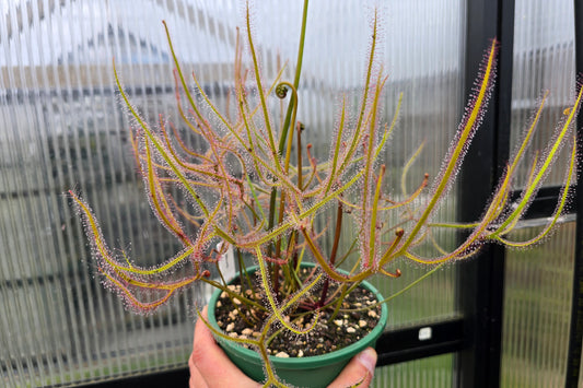 Drosera binata - Forked Sundew