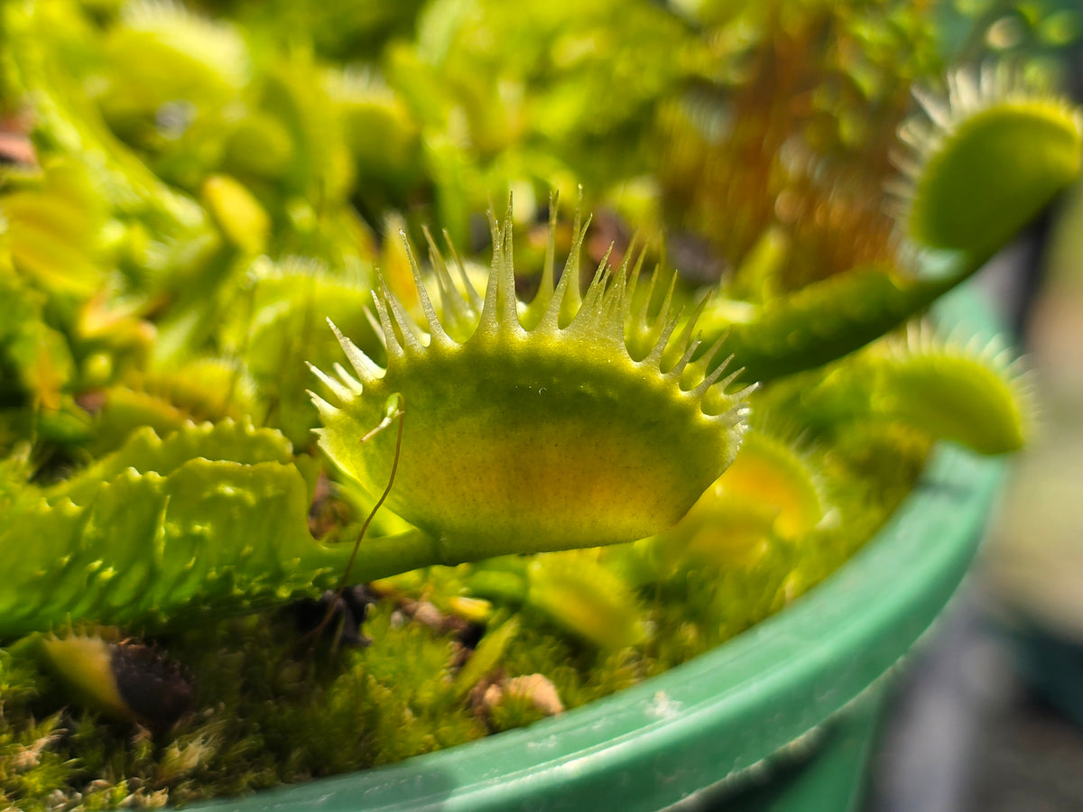 Dionaea muscipula 'Reptile' - Venus Fly Trap