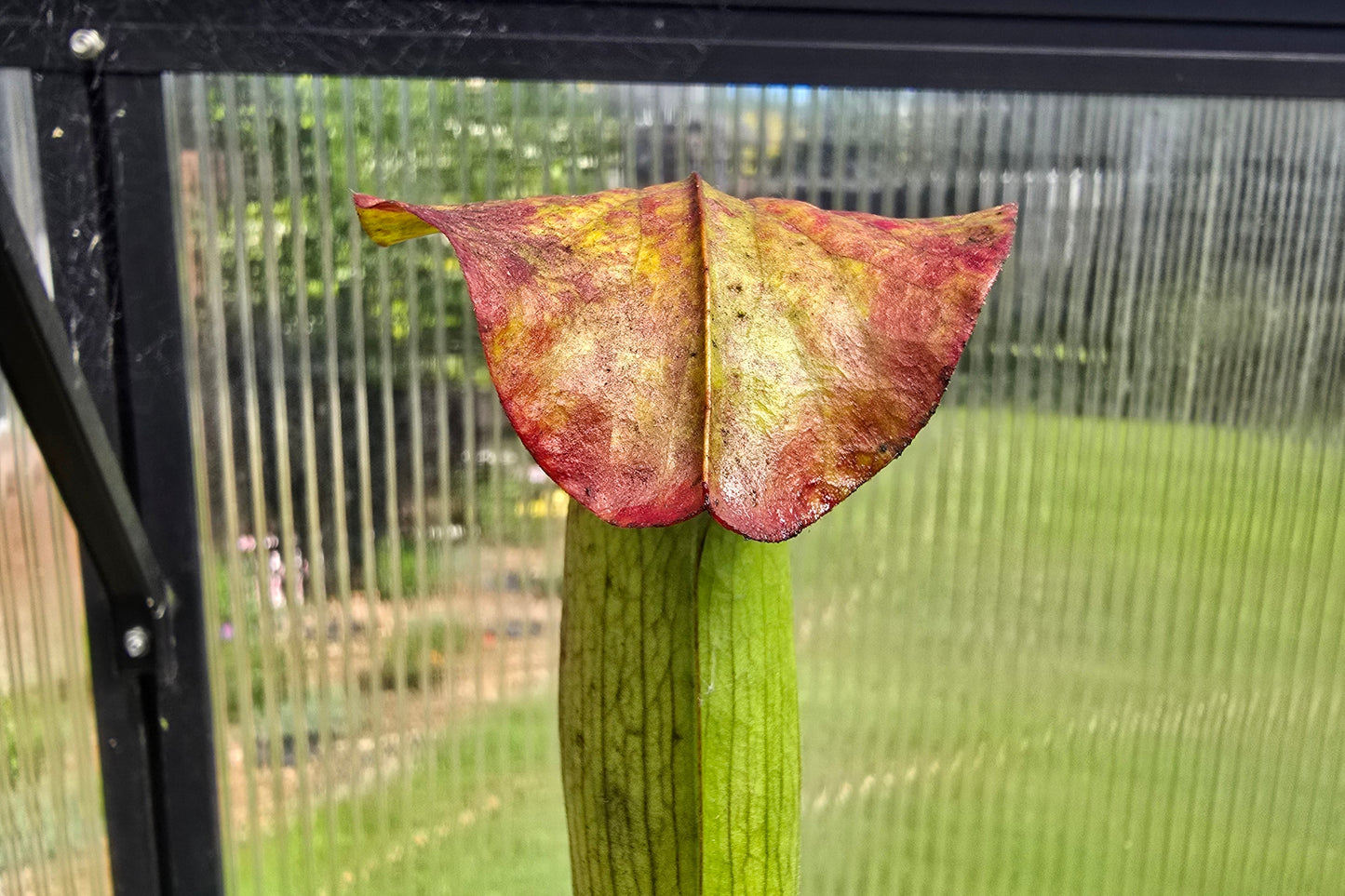 Sarracenia alata var. atrorubra - 'Red Tube Form' (Deer Park, Alabama, USA) - American Pitcher Plant
