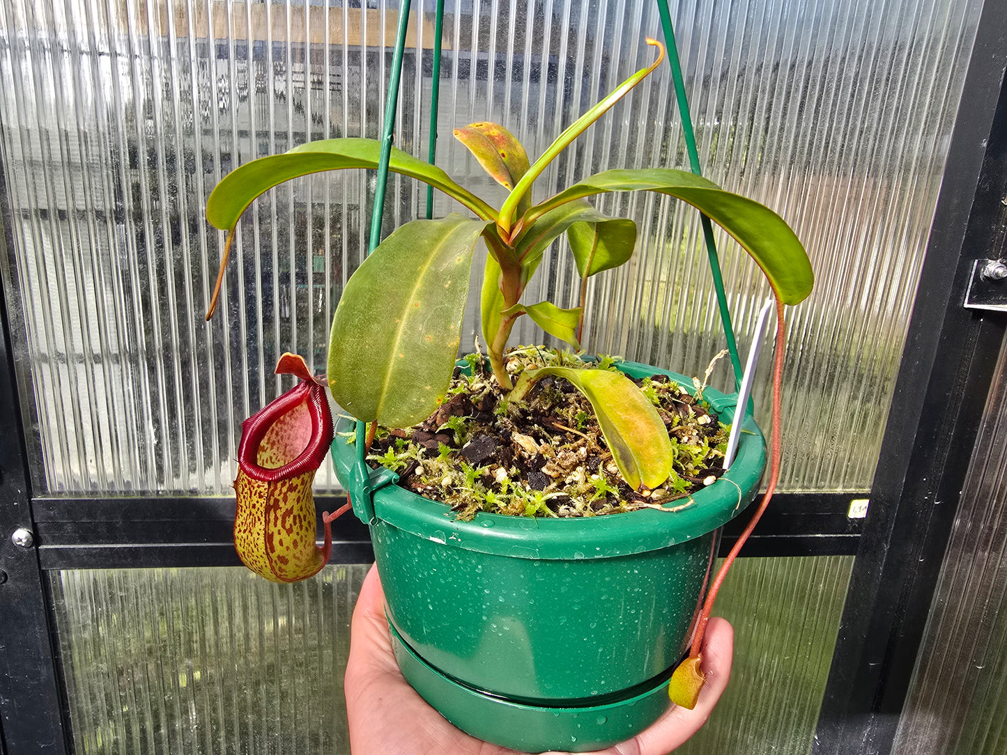 Nepenthes 'Mimi's Kiss' - BE-3823 - Highland Tropical Pitcher Plant