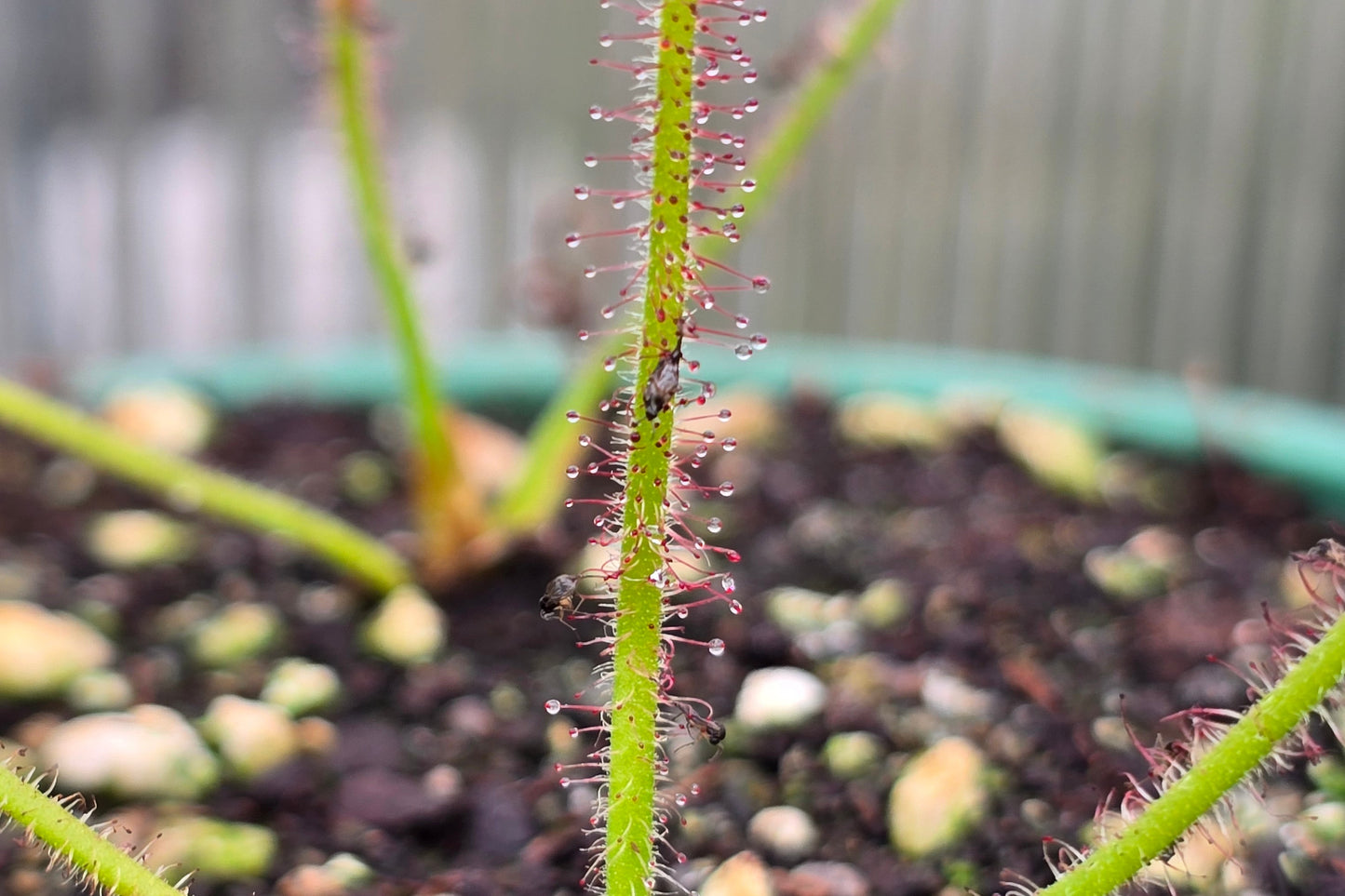 Drosera spiralis - Tropical Sundew