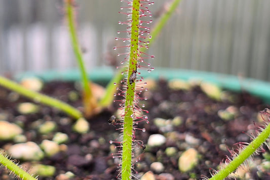 Drosera spiralis - Tropical Sundew