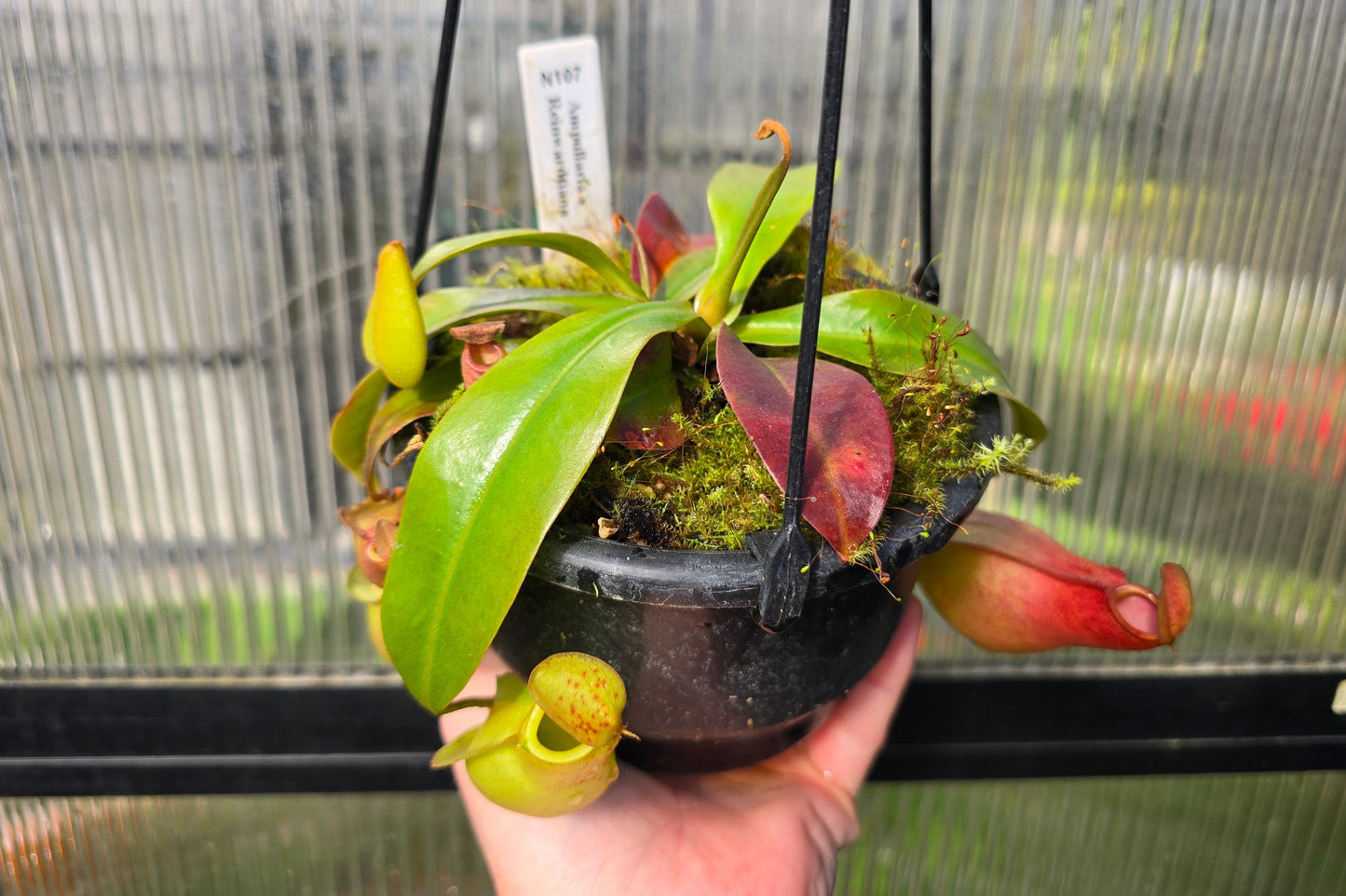 Nepenthes ampullaria x reinwardtiana - BE-3938 - Lowland Tropical Pitcher Plant