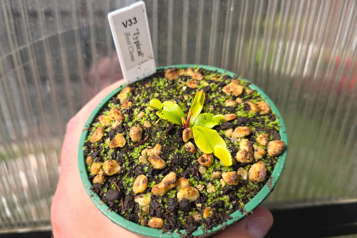 Dionaea muscipula "Our Best Typical Clone" - Venus Fly Trap