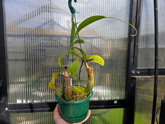 Nepenthes boschiana x glandulifera - Highland Tropical Pitcher Plant