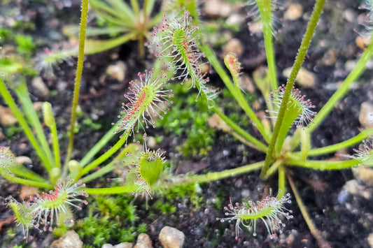 Drosera nidiformis (Pietermaritzburg, South Africa) - The Nestle Leafed Sundew