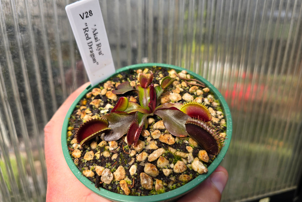 Dionaea muscipula 'Akai Ryu' "Red Dragon" - Venus Fly Trap